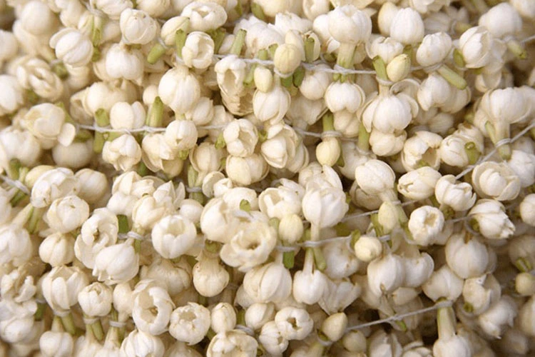 Jasmine Fragrance